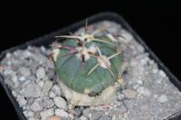 Echinocactus horizonthalonius VZD 147